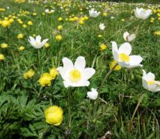 MONTE ZERMULA 2143m, 03.06.2018 